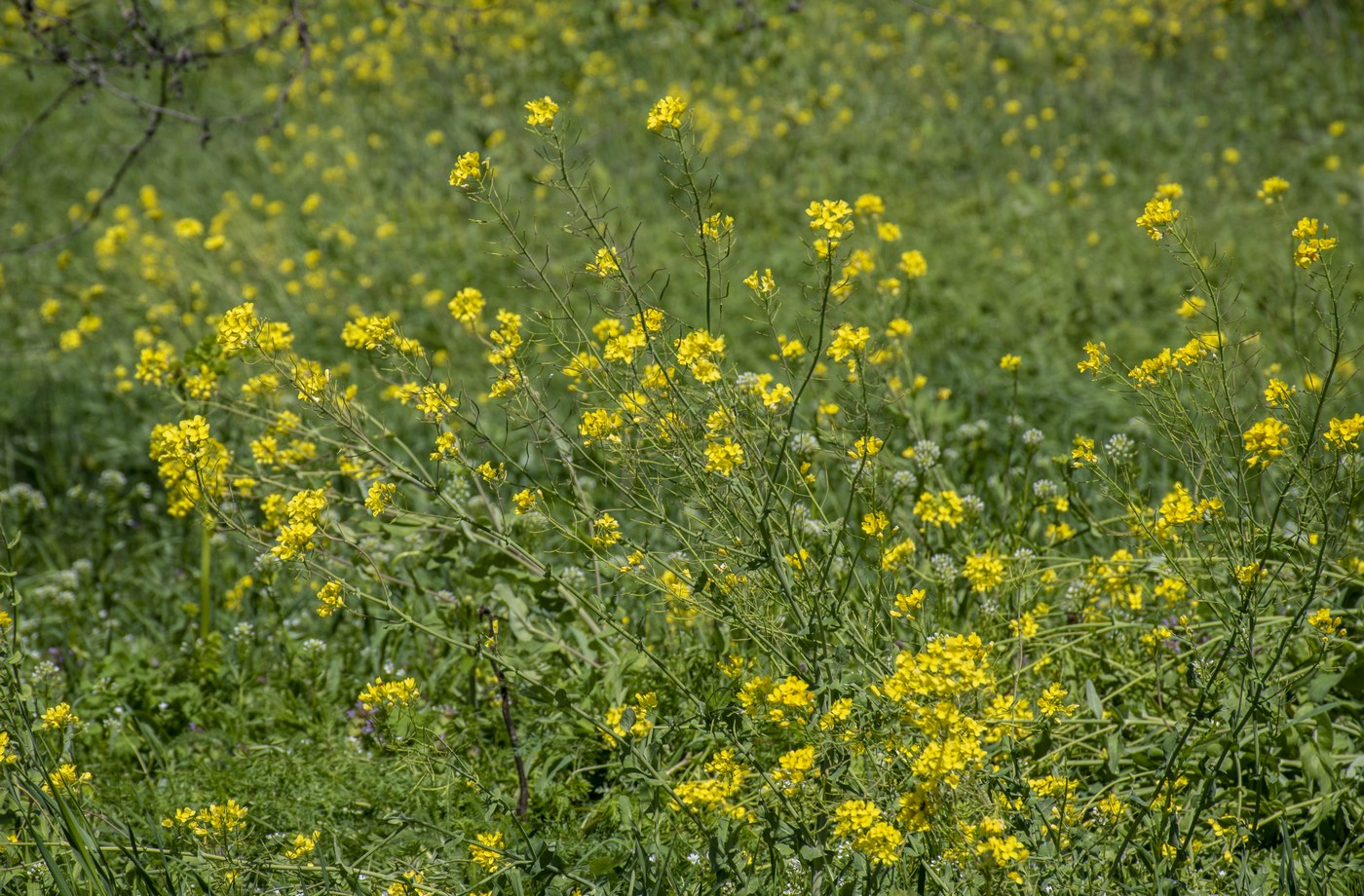 Image of Brassica campestris specimen.