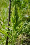 genus Pedicularis
