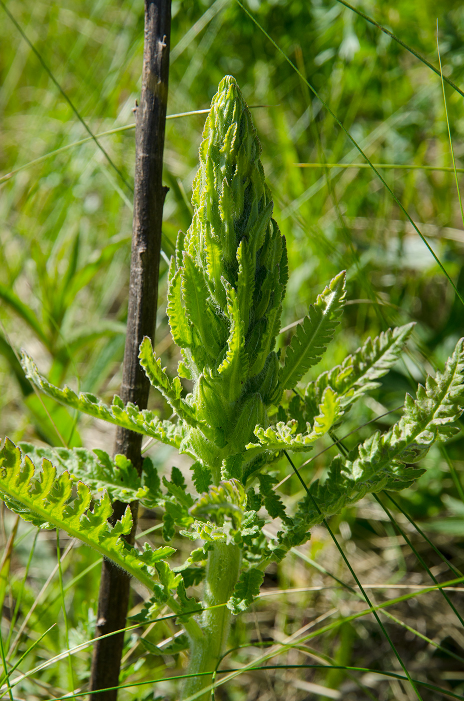 Image of genus Pedicularis specimen.