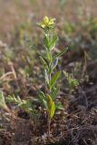 Смотреть изображение Helianthemum lasiocarpum