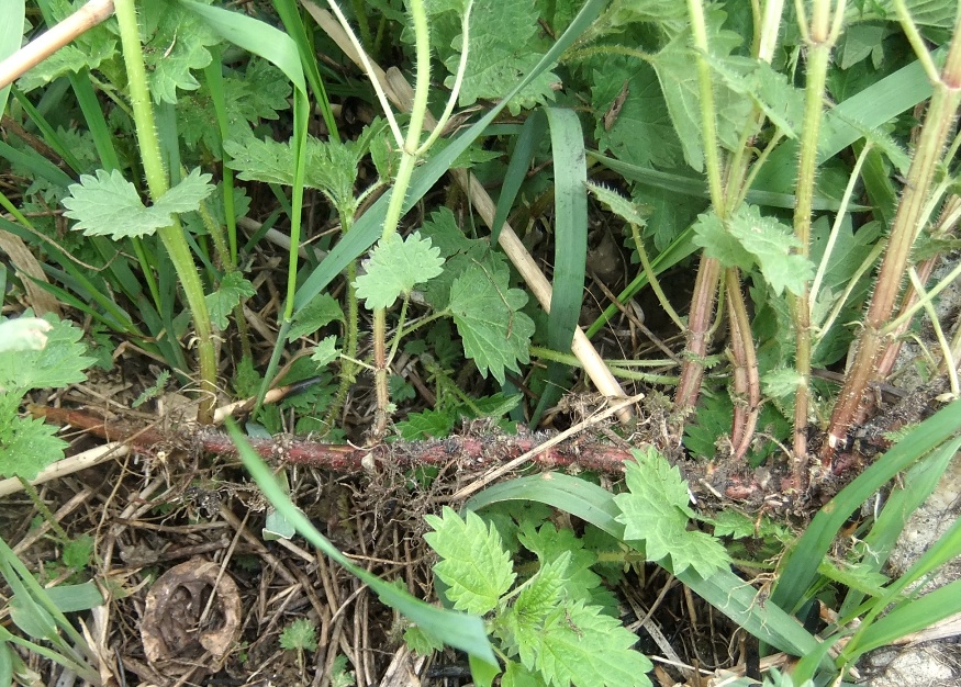 Image of Urtica dioica specimen.