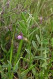 Vicia olbiensis