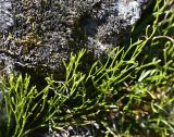 View full-size image Asplenium septentrionale