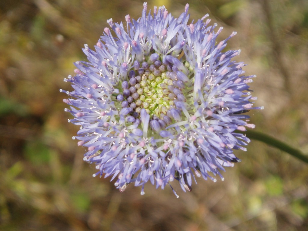 Image of Jasione montana specimen.