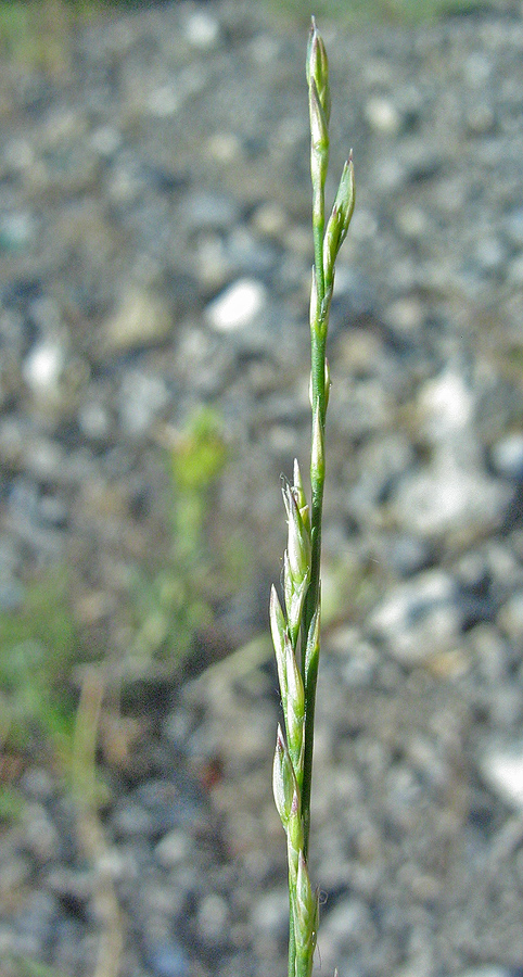 Image of Bufonia parviflora specimen.
