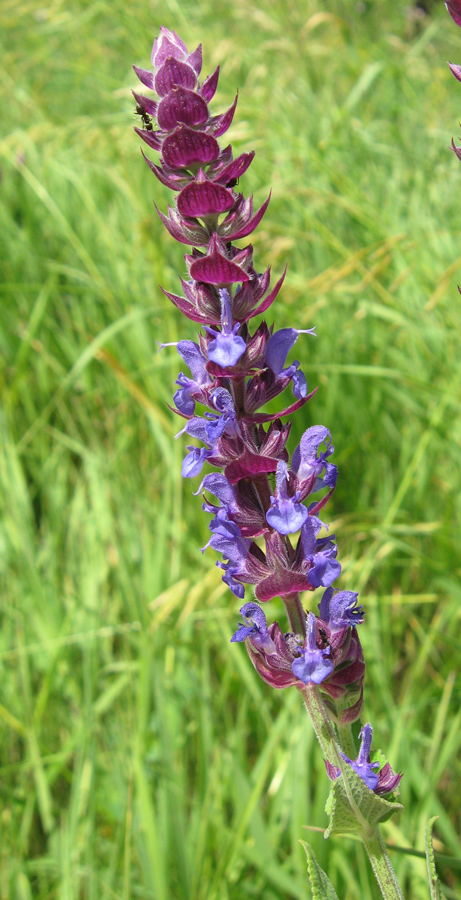 Изображение особи Salvia tesquicola.