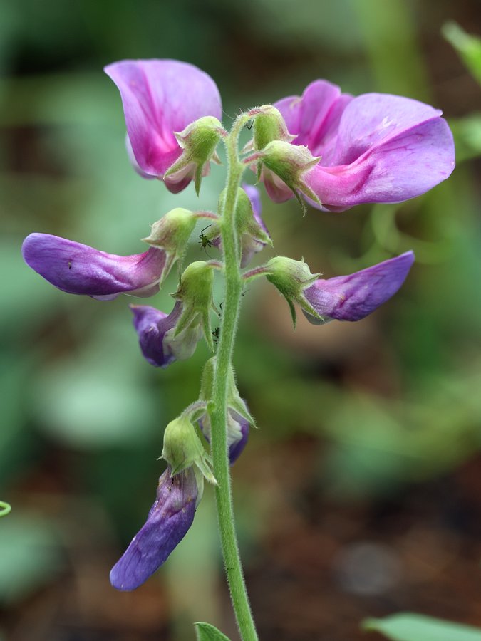 Изображение особи Lathyrus japonicus ssp. pubescens.