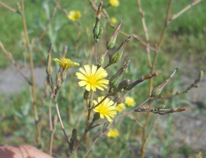 Image of Lactuca serriola specimen.