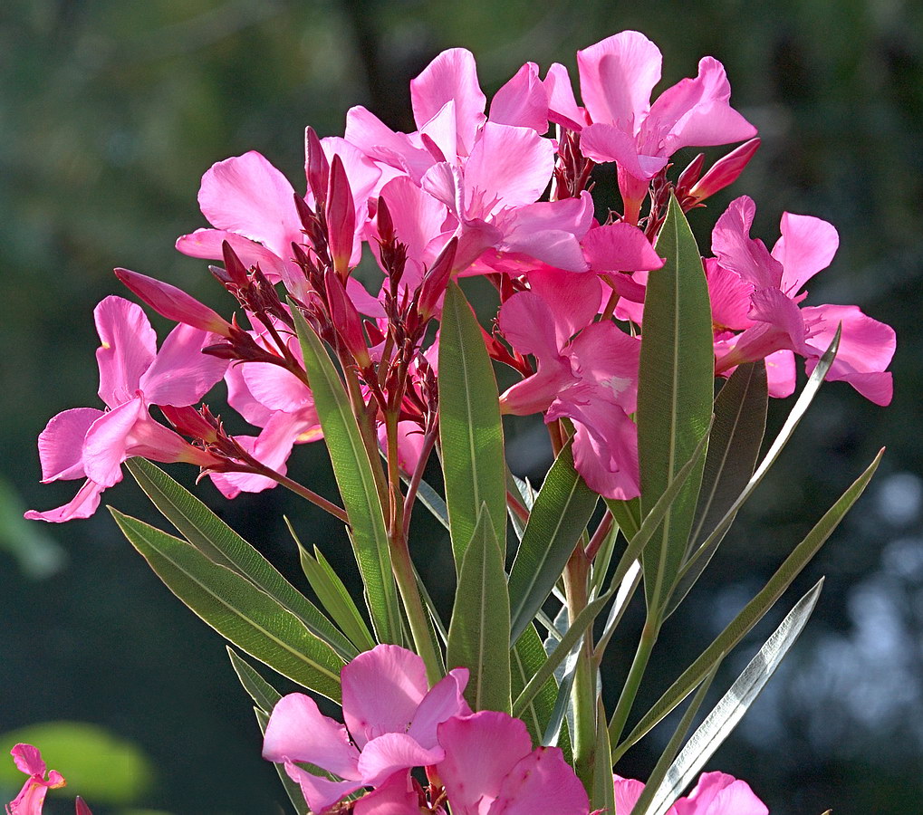 Image of Nerium oleander specimen.