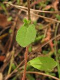 Campanula rhodensis