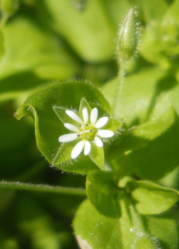 Image of Stellaria media specimen.