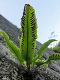 Phyllitis scolopendrium. Вайи с сорусами (вид снизу). Абхазия, Гудаутский р-н, г. Новый Афон, склон Иверской горы. 22 июля 2008 г.