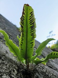 Phyllitis scolopendrium