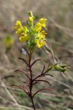 Orthanthella lutea. Верхняя часть цветущего растения. Крым, Севастополь, мыс Фиолент. 14 сентября 2011 г.