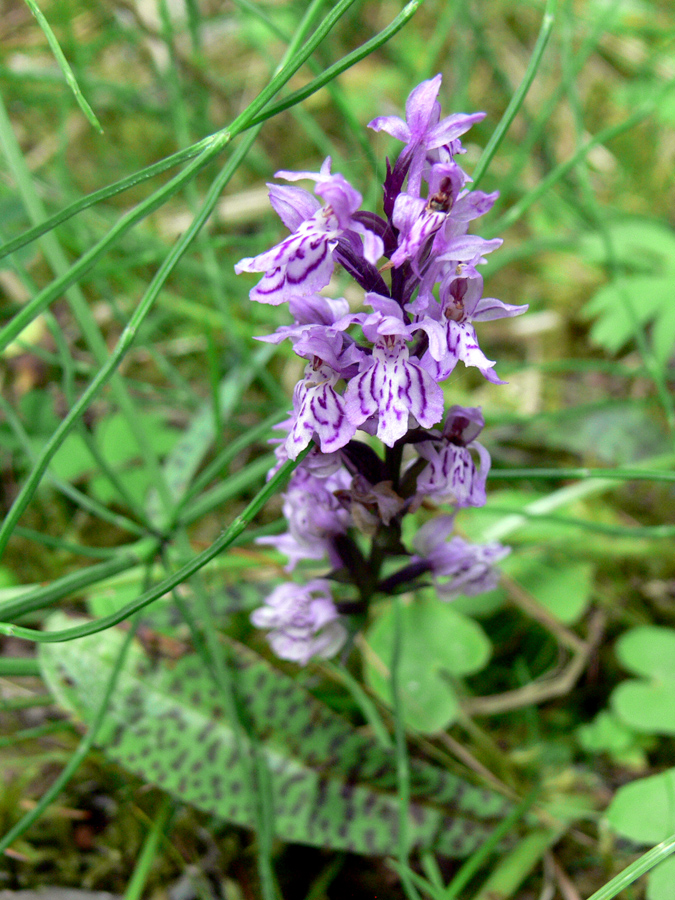 Image of Dactylorhiza fuchsii specimen.