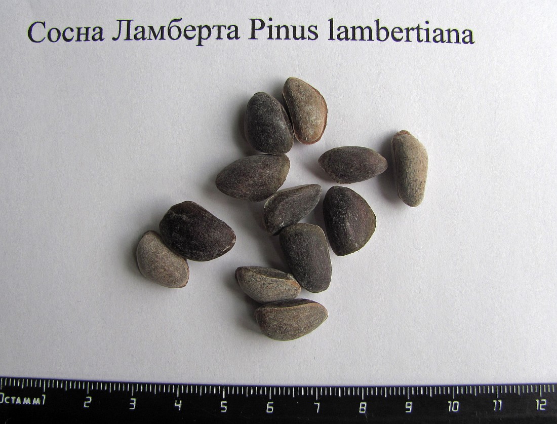 Image of Pinus lambertiana specimen.