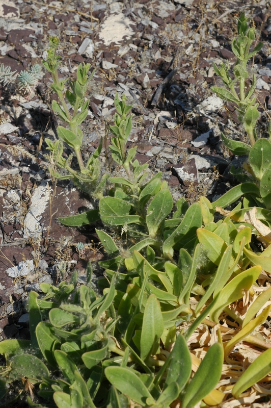 Image of Gypsophila perfoliata specimen.