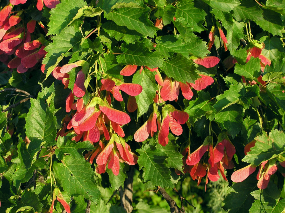 Image of Acer tataricum specimen.