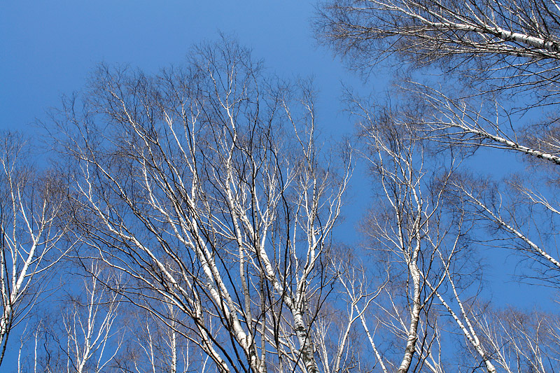 Изображение особи Betula pendula.