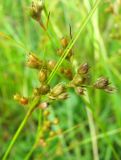 Juncus tenuis. Cоплодия. Ярославская обл., Переславский р-н, окр. с. Копнино, пойма р. Нерль. 08.07.2011.