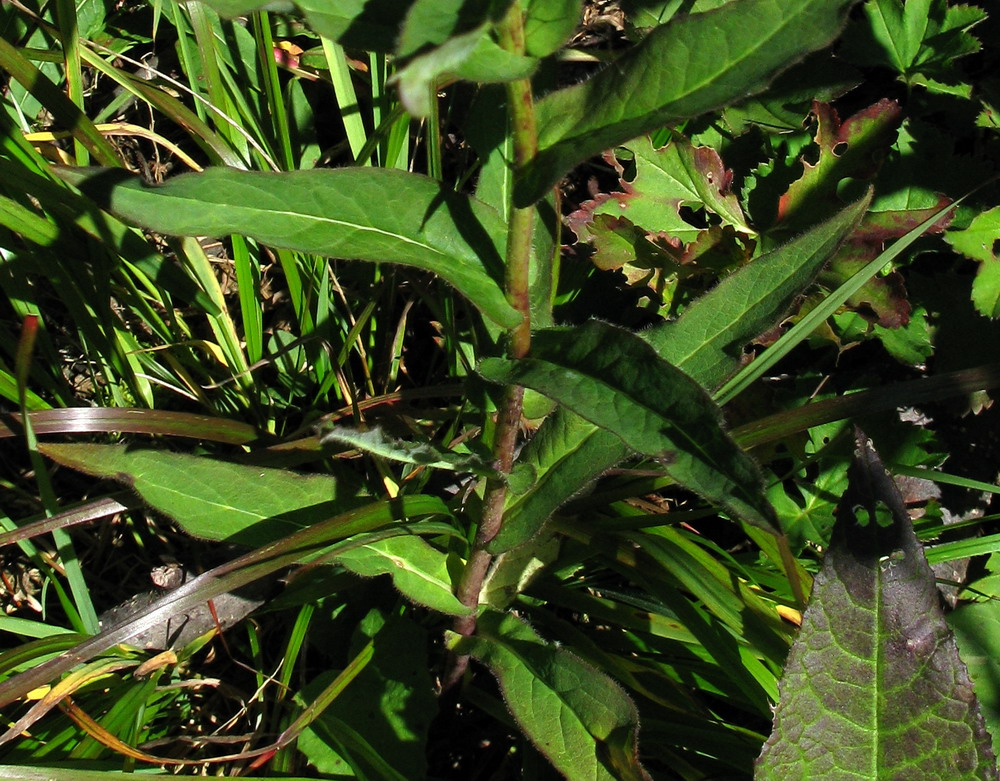 Image of Hieracium krylovii specimen.