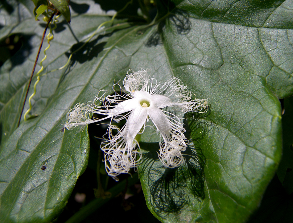 Image of Trichosanthes lobata specimen.