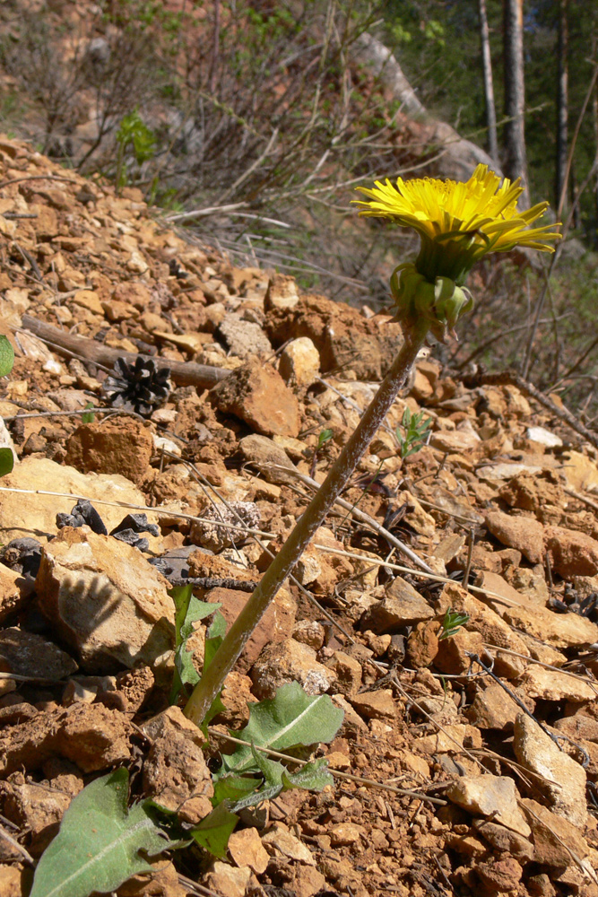 Image of Taraxacum ostenfeldii specimen.