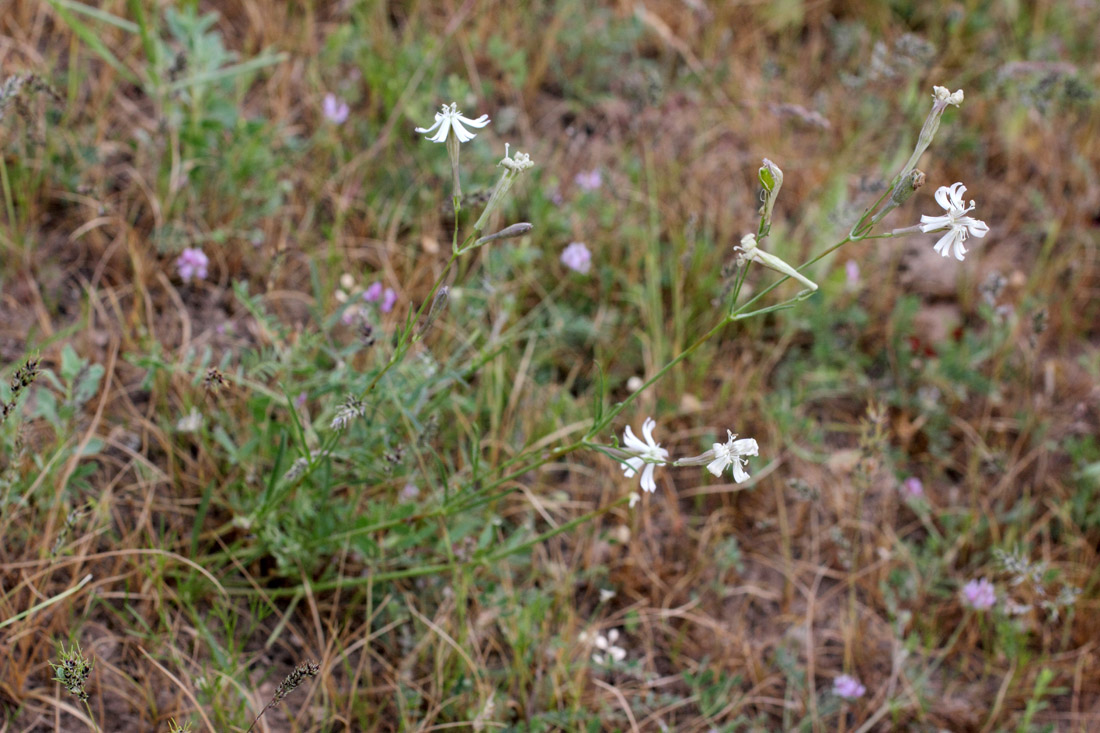 Image of Silene sarawschanica specimen.