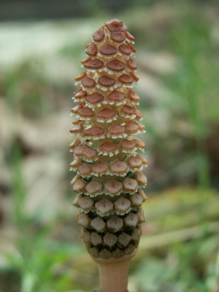 Image of Equisetum arvense specimen.