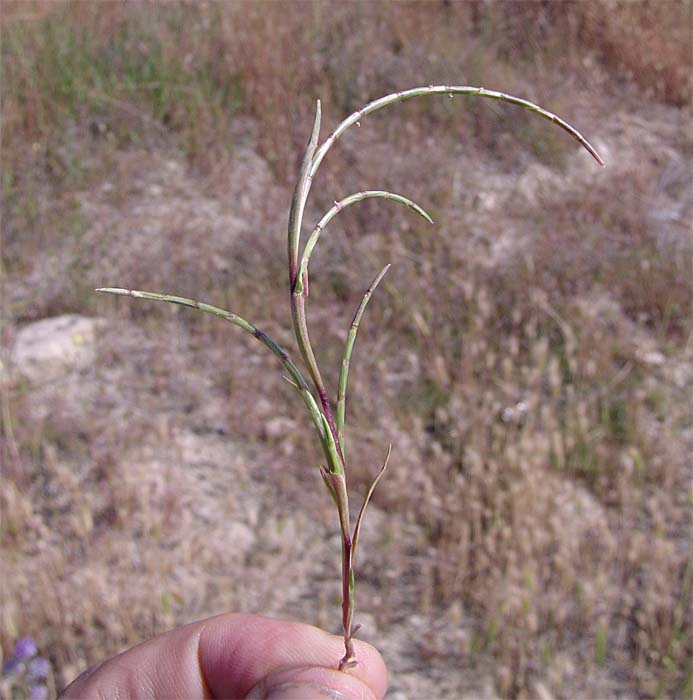 Image of Parapholis incurva specimen.