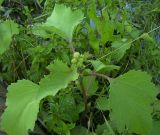 Xanthium orientale. Плодоносящее растение на берегу. Курская область, Железногорский район, сл. Михайловка, берег р. Свапа. 15 августа 2006 г.