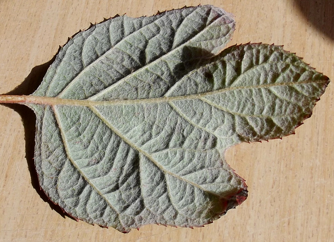 Image of Hydrangea quercifolia specimen.