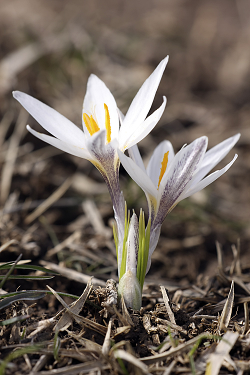 Изображение особи Crocus alatavicus.