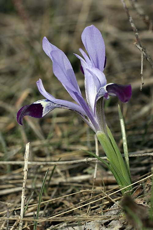 Изображение особи Iridodictyum kolpakowskianum.