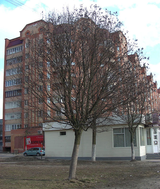 Image of Sorbus aria specimen.