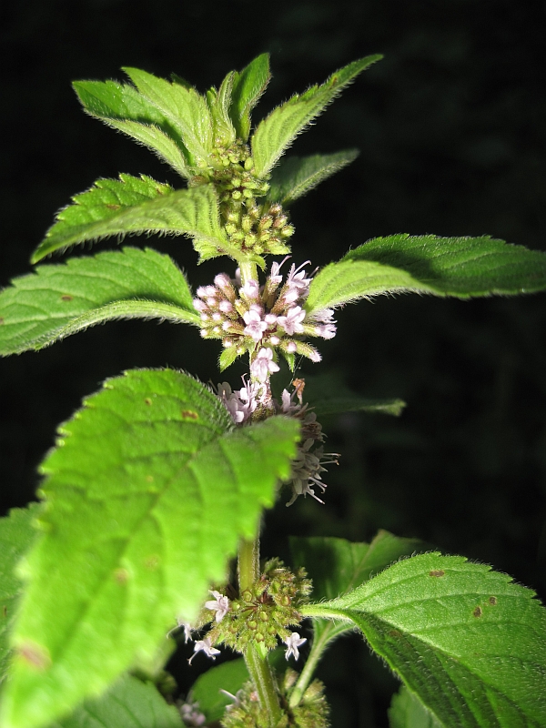 Image of Mentha arvensis specimen.