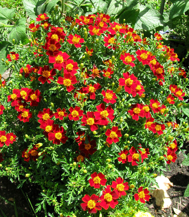 Image of Tagetes tenuifolia specimen.