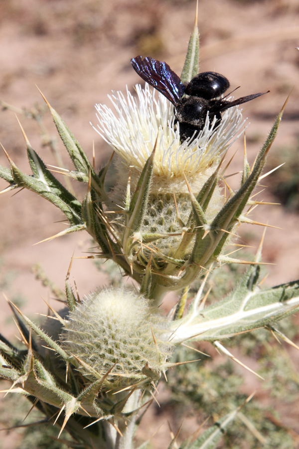 Image of Cirsium turkestanicum specimen.