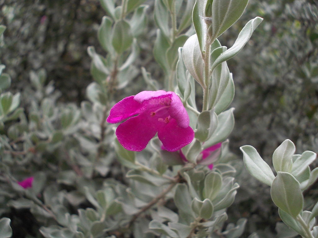 Image of genus Leucophyllum specimen.