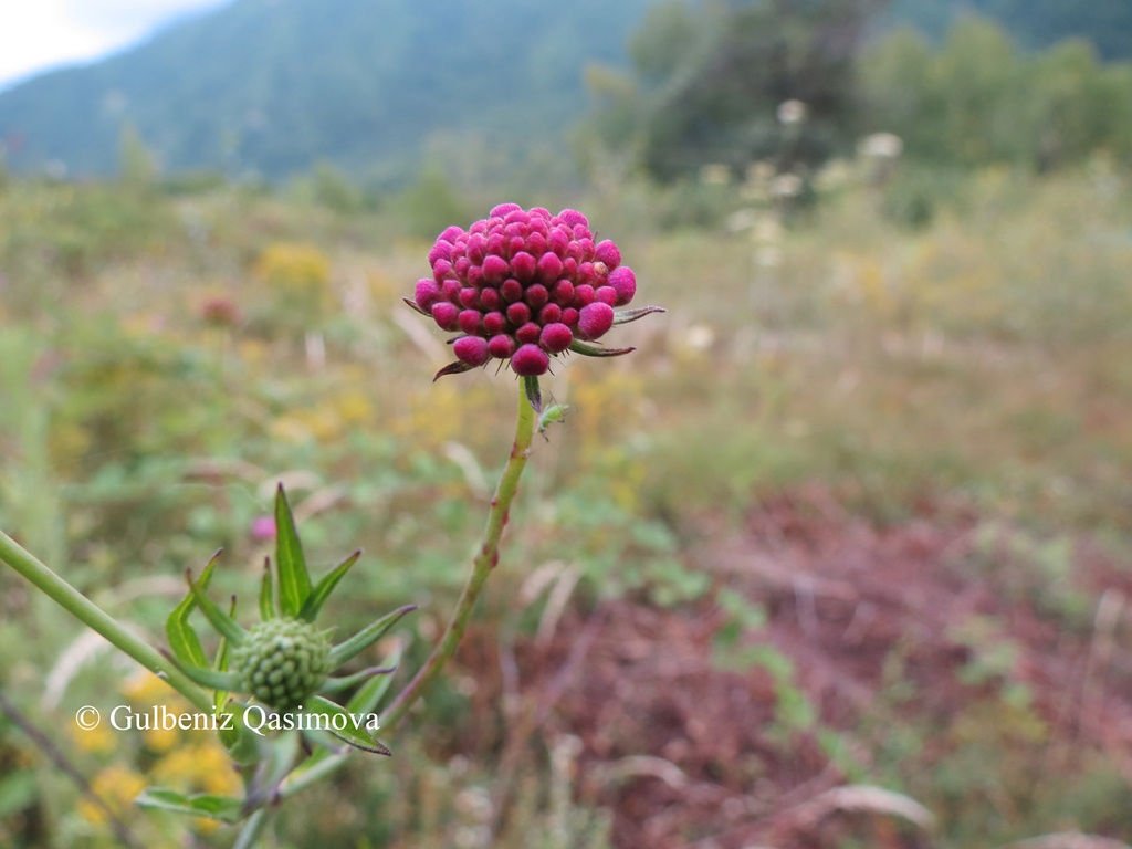 Изображение особи род Scabiosa.