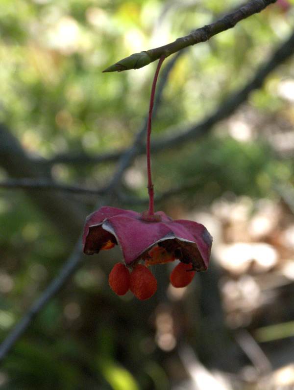 Изображение особи Euonymus latifolius.