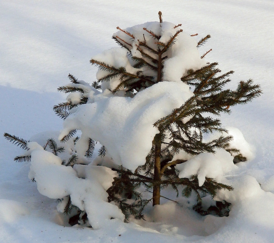 Изображение особи Picea abies.