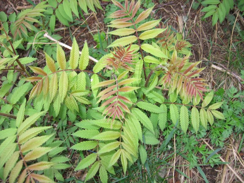 Image of Sorbaria sorbifolia specimen.