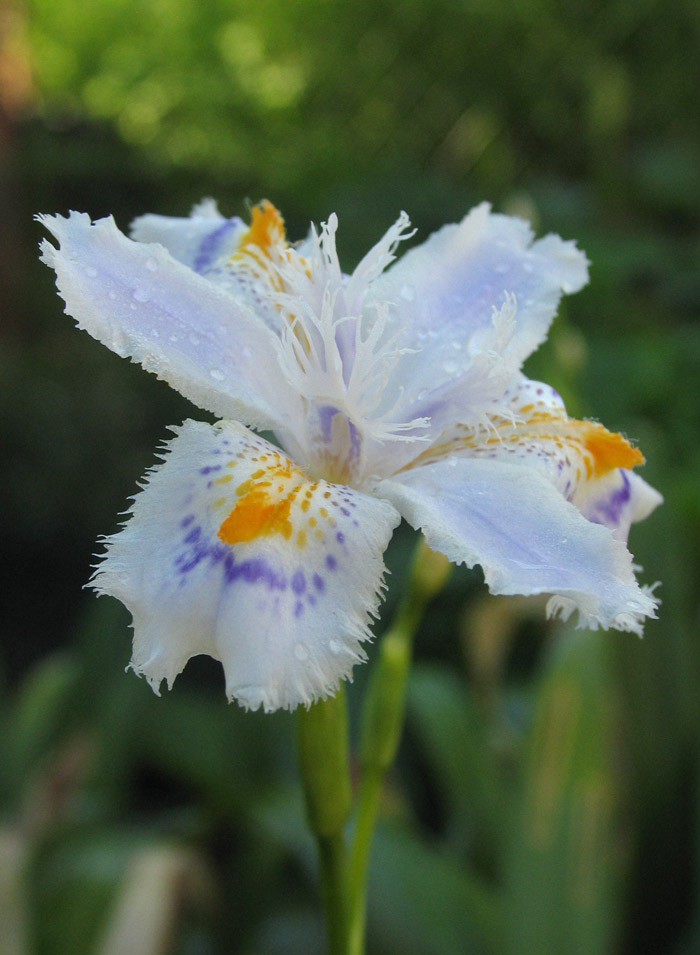 Image of Iris japonica specimen.