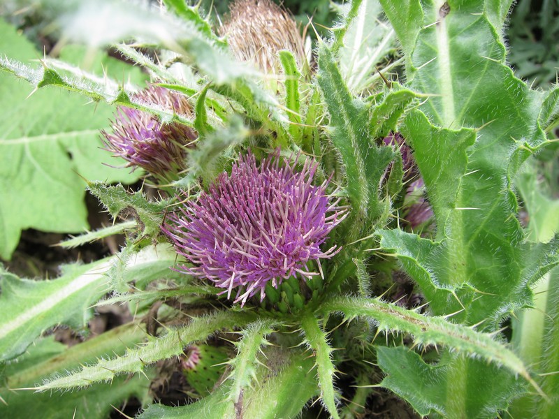 Изображение особи Cirsium esculentum.