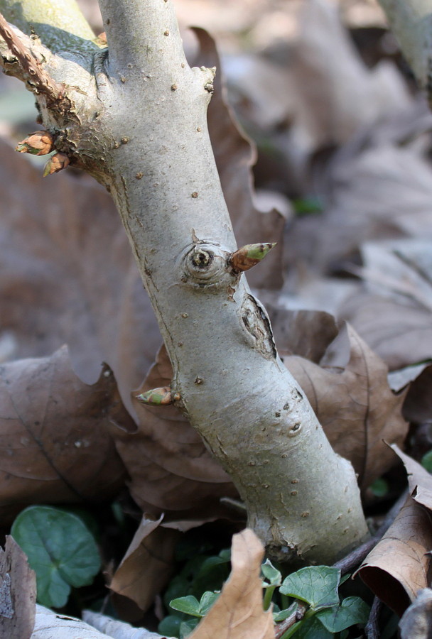 Изображение особи Syringa chinensis.