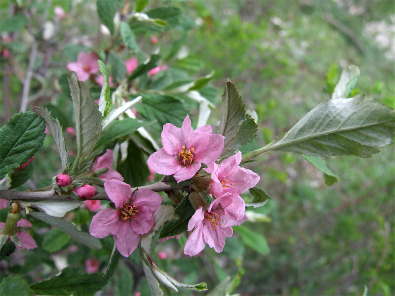 Image of Cerasus incana specimen.