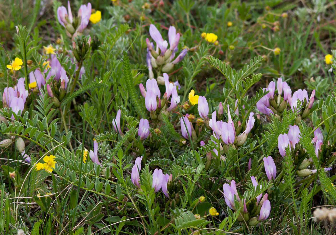 Image of Astragalus megalanthus specimen.