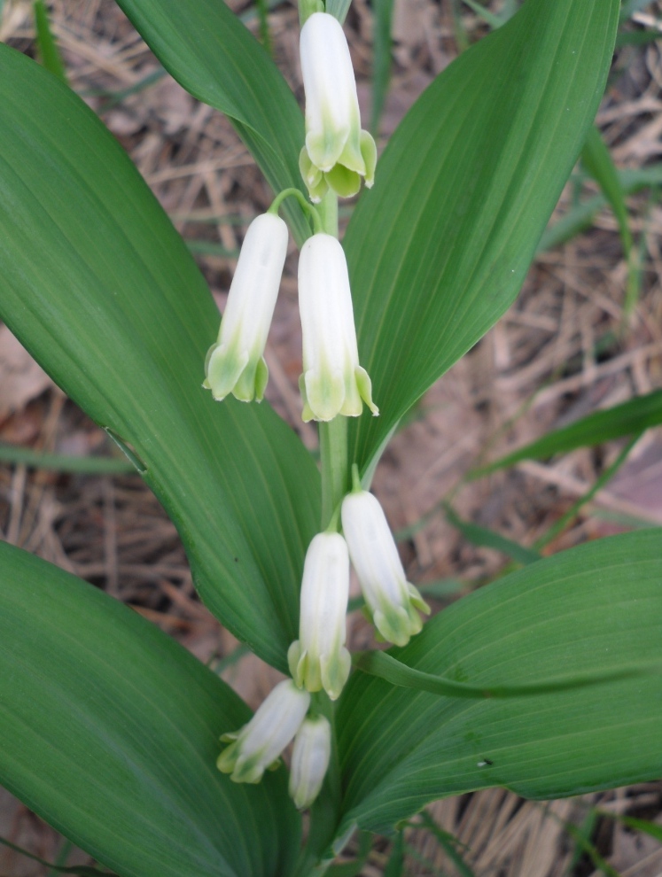 Изображение особи Polygonatum odoratum.