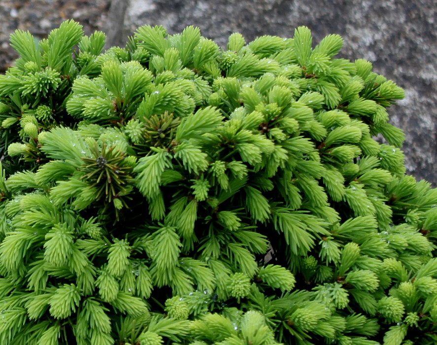 Image of Picea abies specimen.